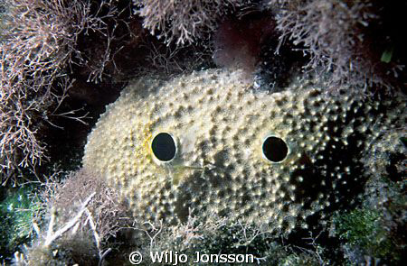 Sponge, looks a little bit scary at the first glance. by Wiljo Jonsson 