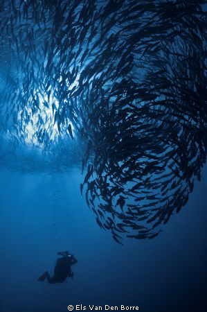 Big school of Jackfishes by Els Van Den Borre 