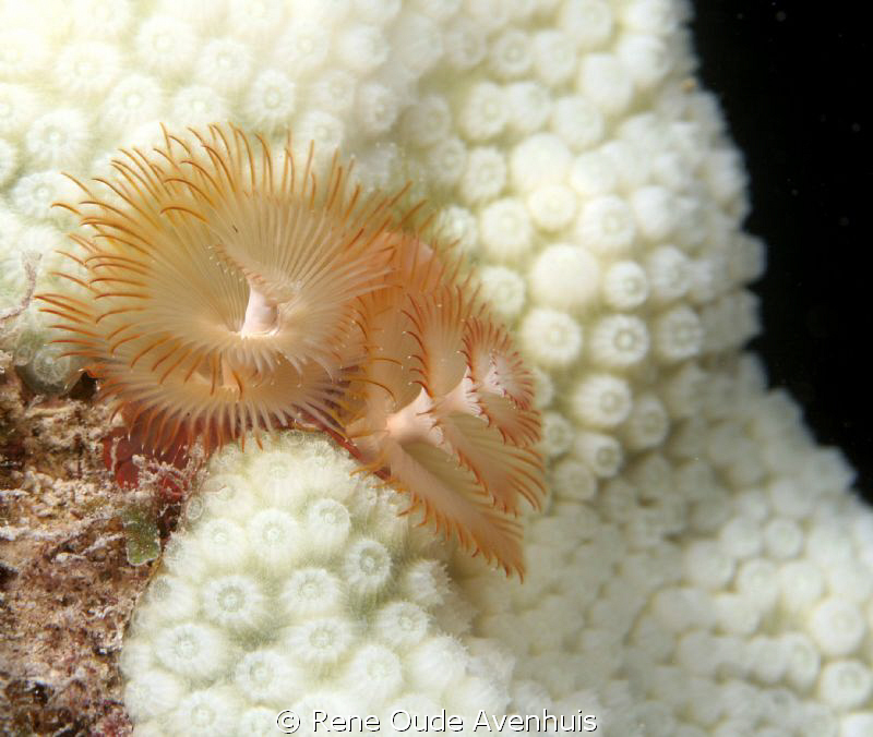 Christmas Tree Tube-worm on bleaching Coral by Rene Oude Avenhuis 