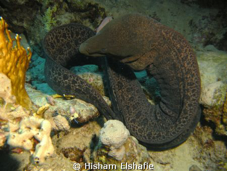 Twisted Moray Eel by Hisham Elshafie 