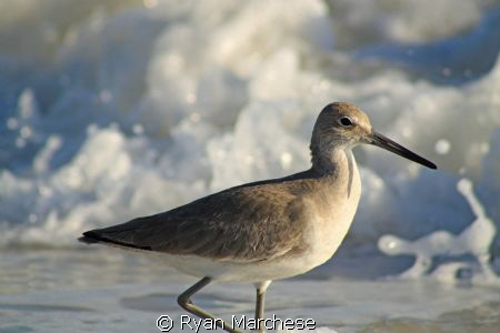 Willet by Ryan Marchese 