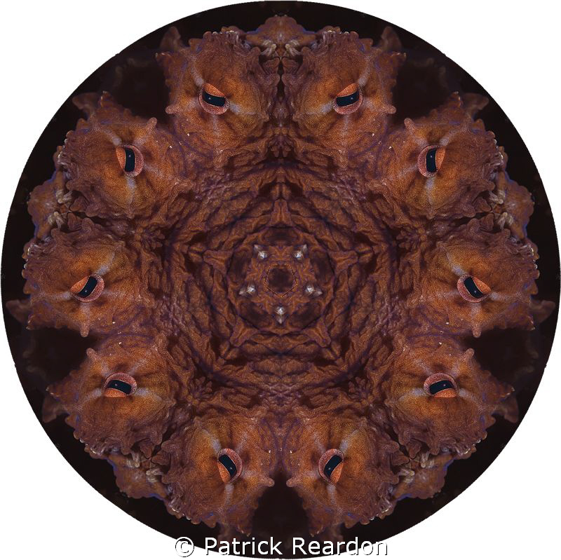 Kaleidoscopic image from a Day Octopus. by Patrick Reardon 