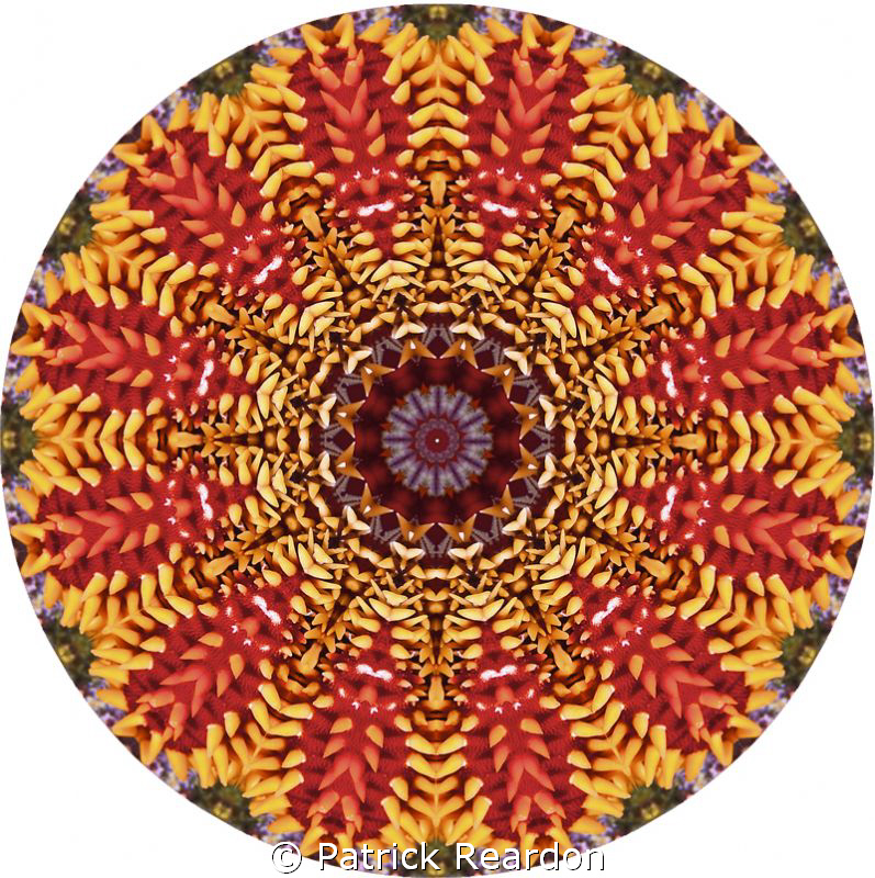 Kaleidoscopic image from a macro shot of a box star. by Patrick Reardon 