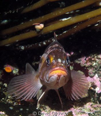 Mr Sad Face, Rockfish sp. Queen Charlotte Islands, by David Gilchrist 