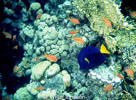 Anthias and blue tang on coral reef in the Aqaba Bay. by Wiljo Jonsson 