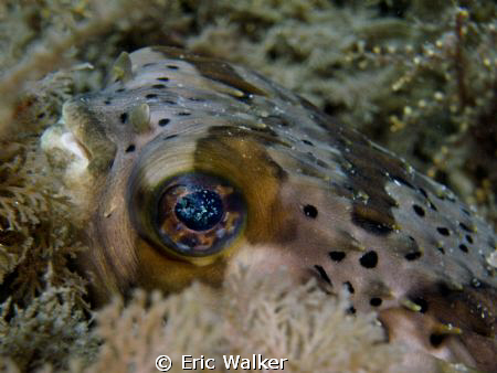 The Puffer by Eric Walker 