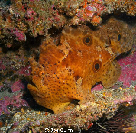 Large Frogfish on SS Hebe off the coast of Myrtle Beach,sc by Joe Quinn 