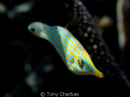 Longnose Filefish in natural light. F2.8, 1/1000 by Tony Cherbas 