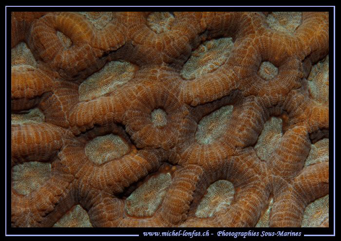 Details of a Coral, Marsa Shagra in Egypt Red Sea... :O)... by Michel Lonfat 