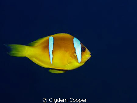 twobar anemonefish by Cigdem Cooper 