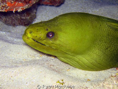 Green Moray by Ryan Marchese 
