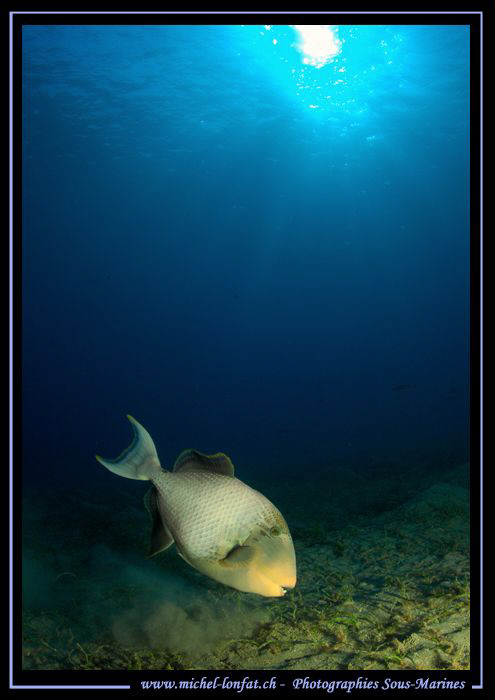 A beautiful Yellowmargin triggerfish seeking for food... ... by Michel Lonfat 