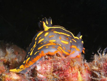a nudibranch on the Bill Perry reef, Myrtle Beach,SC by Joe Quinn 
