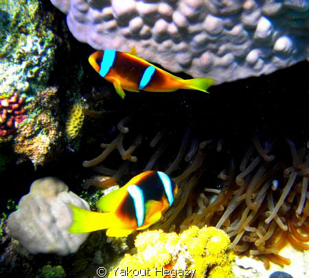 Red Sea anemonefish by Yakout Hegazy 