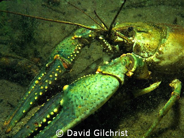 Mr 'Blue Claws' by David Gilchrist 