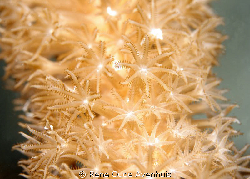 Detailed shot of a Gorgonian by Rene Oude Avenhuis 