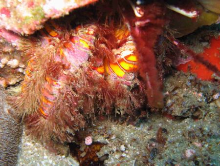 Hermit Crab - 7 Mile - Sodwana Bay - South Africa - Canon... by Lindsey Smith 