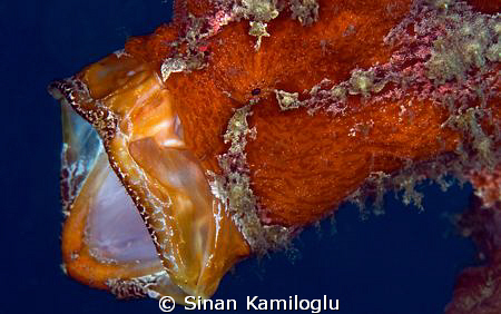 Red frog fish with a huge mouth by Sinan Kamiloglu 