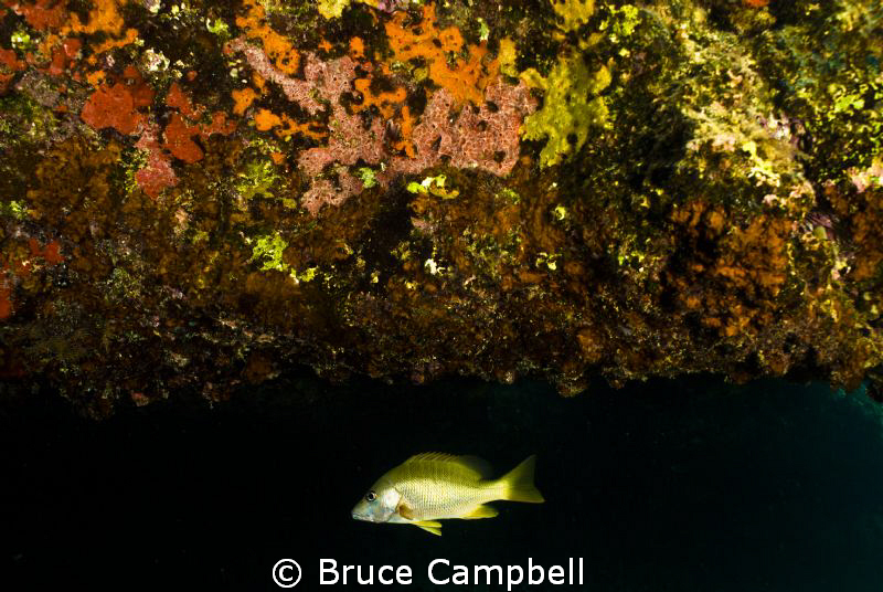 lone fish under coral over hang by Bruce Campbell 