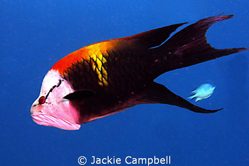 Slingjaw Wrasse.......canon G9 with internal strobe, the ... by Jackie Campbell 