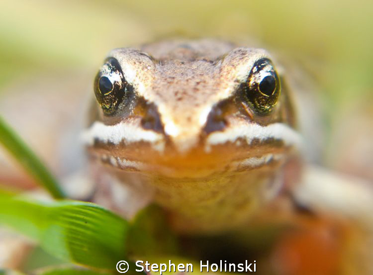 Small frog in Alberta.  Taken at f 4.5 for shallow depth ... by Stephen Holinski 