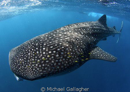 My first ever whale shark!!! What a way to end the year... by Michael Gallagher 