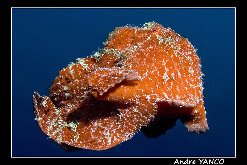 Flying giant frog fish !  I Had to take the shot while sw... by Andre Yanco 