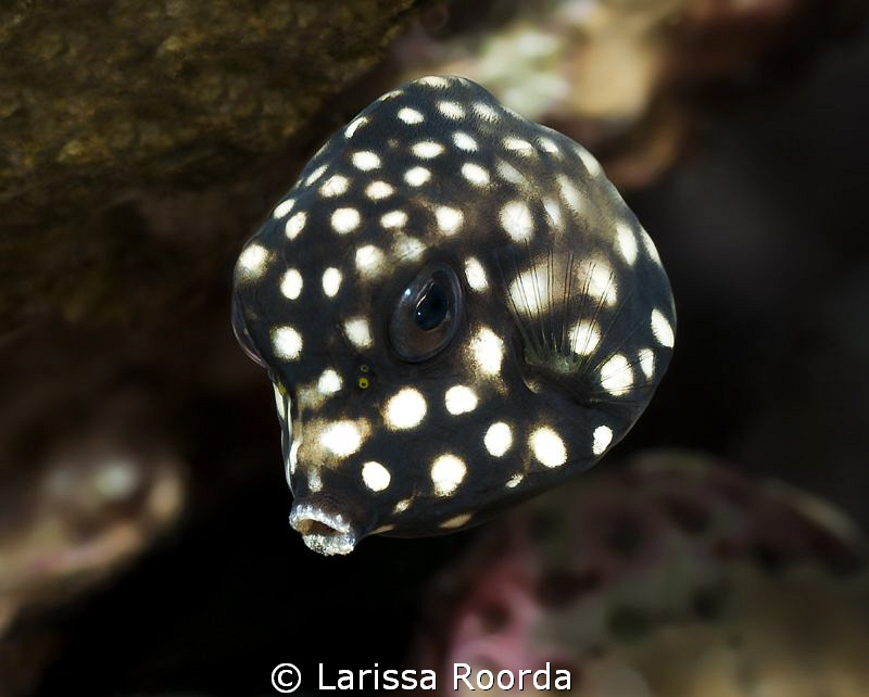 A baby Trunkfish. by Larissa Roorda 