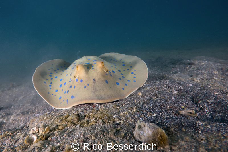 "Men at work" - Blue spotted stingray searching for food ;-) by Rico Besserdich 