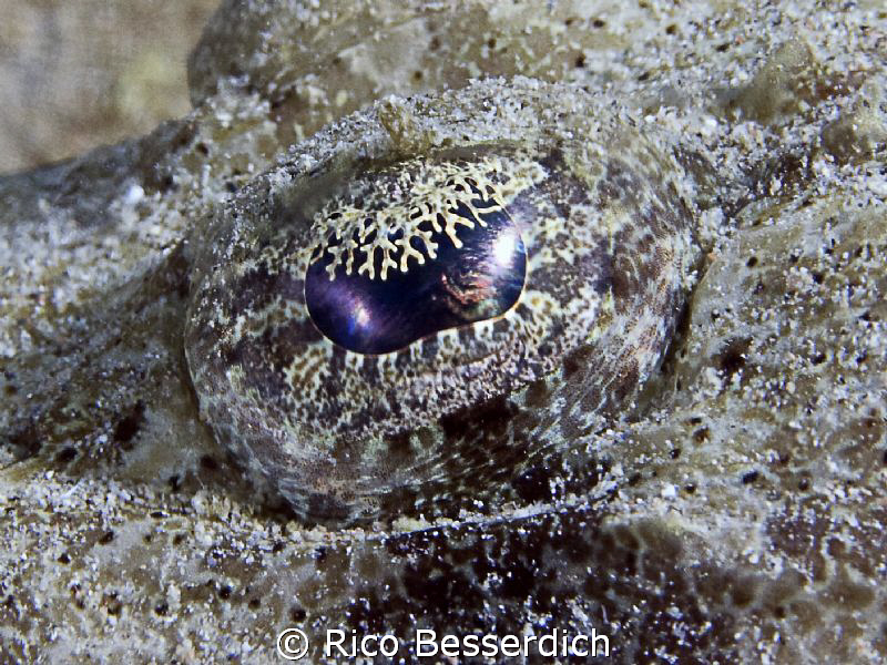 Croc-Fish Eye by Rico Besserdich 
