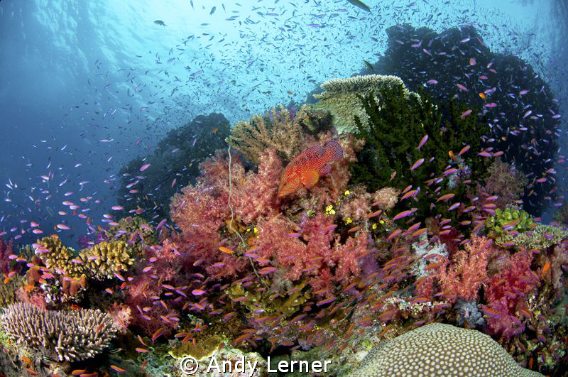 Colorful Fiji reefs by Andy Lerner 
