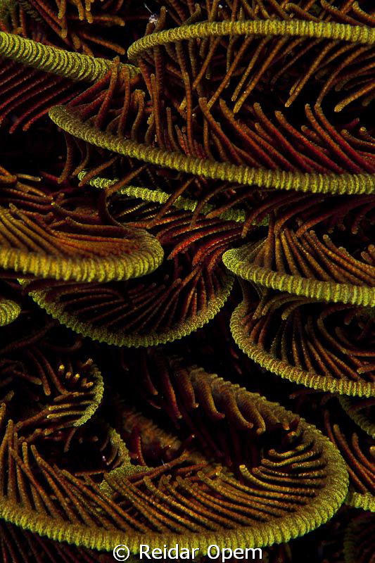 Christmas tree or feather star? by Reidar Opem 