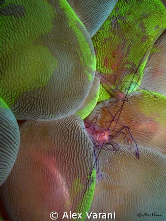 vir philippinensis on colourfull plerogyra sinuosa by Alex Varani 