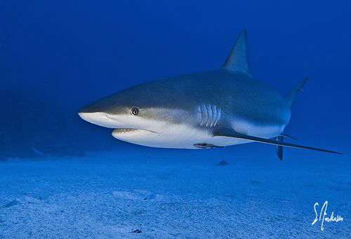 The Bahamas is home to a healthy abundance of Reef Sharks... by Steven Anderson 