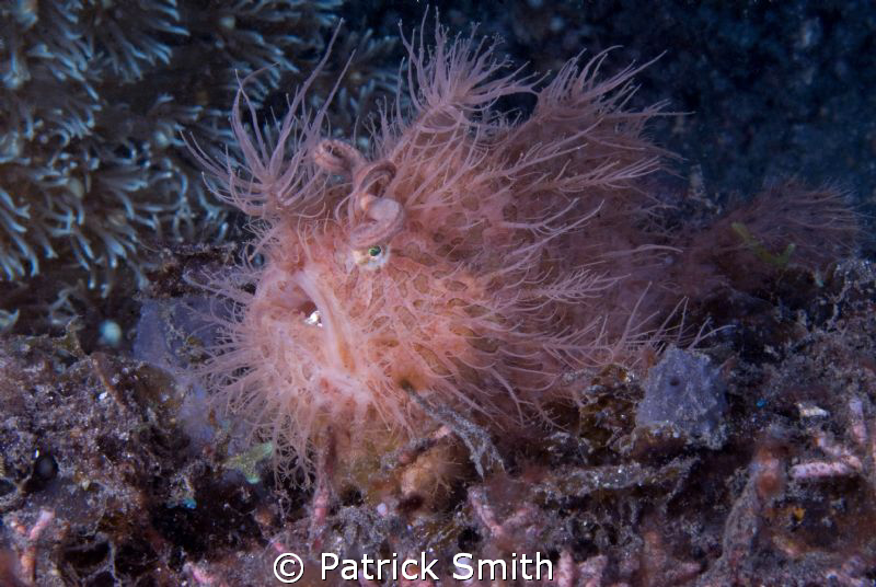 A Hairy Frogfish.Out of KBR , Lembeth Straits,Sulawesi Is... by Patrick Smith 