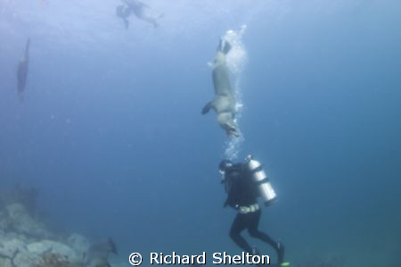 Dive Buddy? by Richard Shelton 