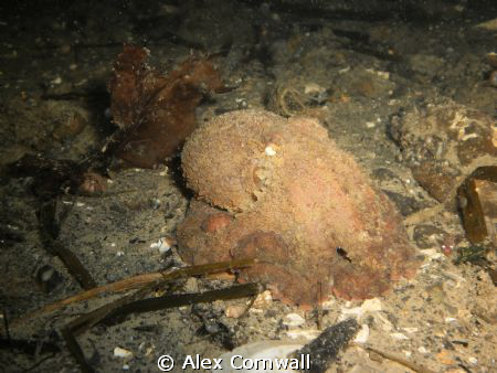 Baby GPO at about 60' on a night dive off Mukilteo in Pug... by Alex Cornwall 