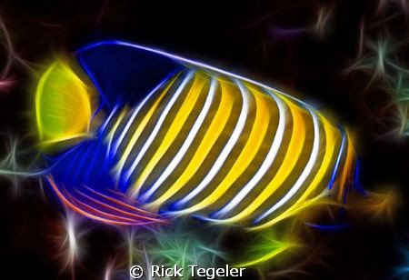 Regal angelfish....enjoy! by Rick Tegeler 