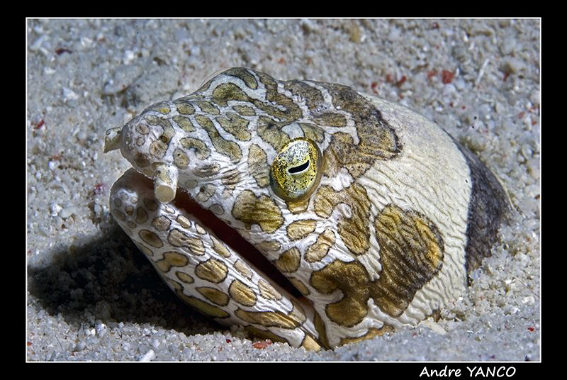 I found this interesting napoleon snake eel during my sun... by Andre Yanco 