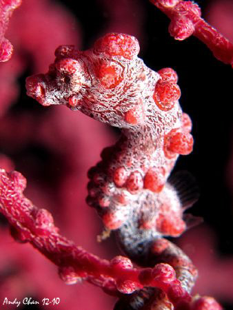 Pygmy SeaHorse - Canon S 95 by Andy Chan 