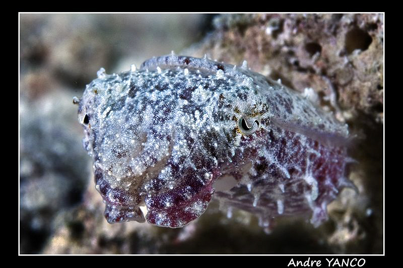 Beautiful tiny baby cuttle fish !   It was very difficult... by Andre Yanco 