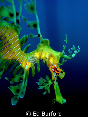 Leafy Sea Dragon at the Rapid Bay Jetty on the Fleurieu P... by Ed Burford 