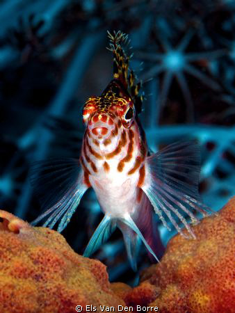 I'm the King of the reef by Els Van Den Borre 