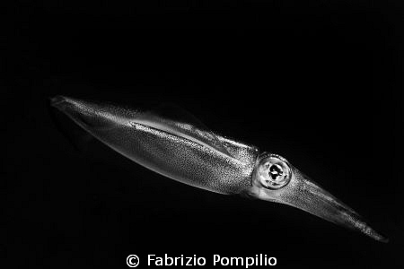 calamaro by Fabrizio Pompilio 