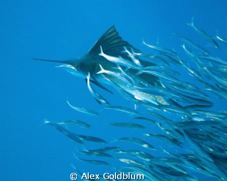 Sailfish hunting by Alex Goldblum 