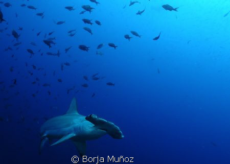 Nice hamerhead swiming by at the Galapagos by Borja Muñoz 