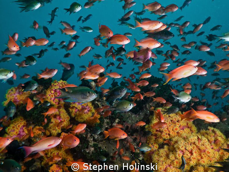 Anthias.  Anilao, Philippines. Canon G10 and Sea and Sea ... by Stephen Holinski 