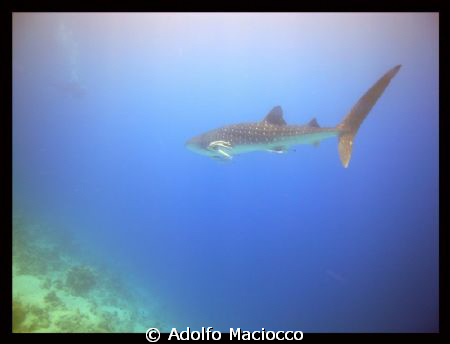 4 mt. Whale Shark cruising next to the reef
(While every... by Adolfo Maciocco 