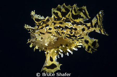 Imagine my surprise when I saw this Sargassumfish swimmin... by Bruce Shafer 