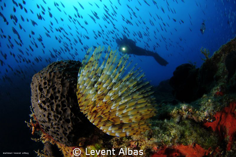 Tube Form, SmallReef Bodrum. by Levent Albas 